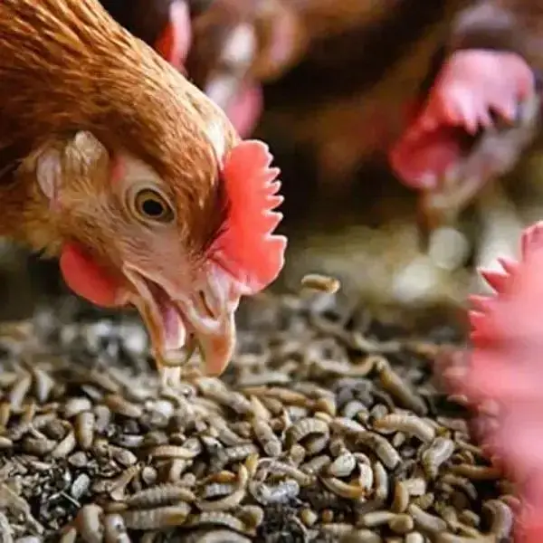 mealworms | birds food | parrot , hens , birds , fish food |meal worm — photo 3