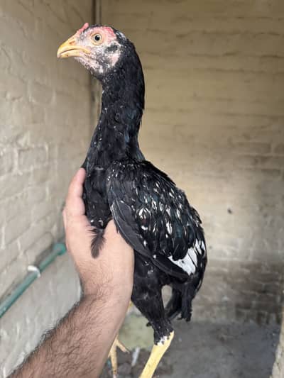 Aseel patha for sale