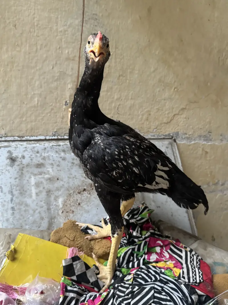 Aseel patha for sale — photo 3