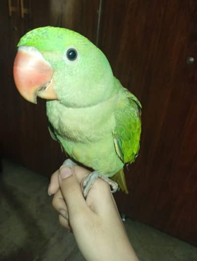 Alexanderine parrot