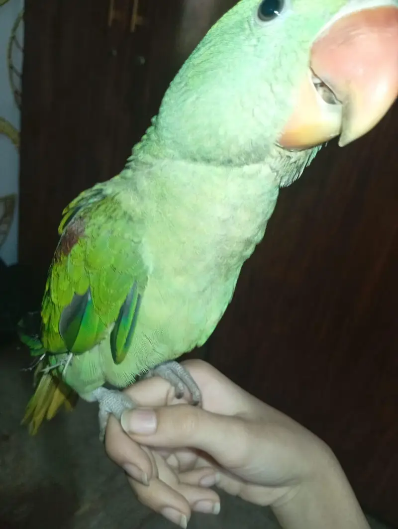 Alexanderine parrot — photo 2
