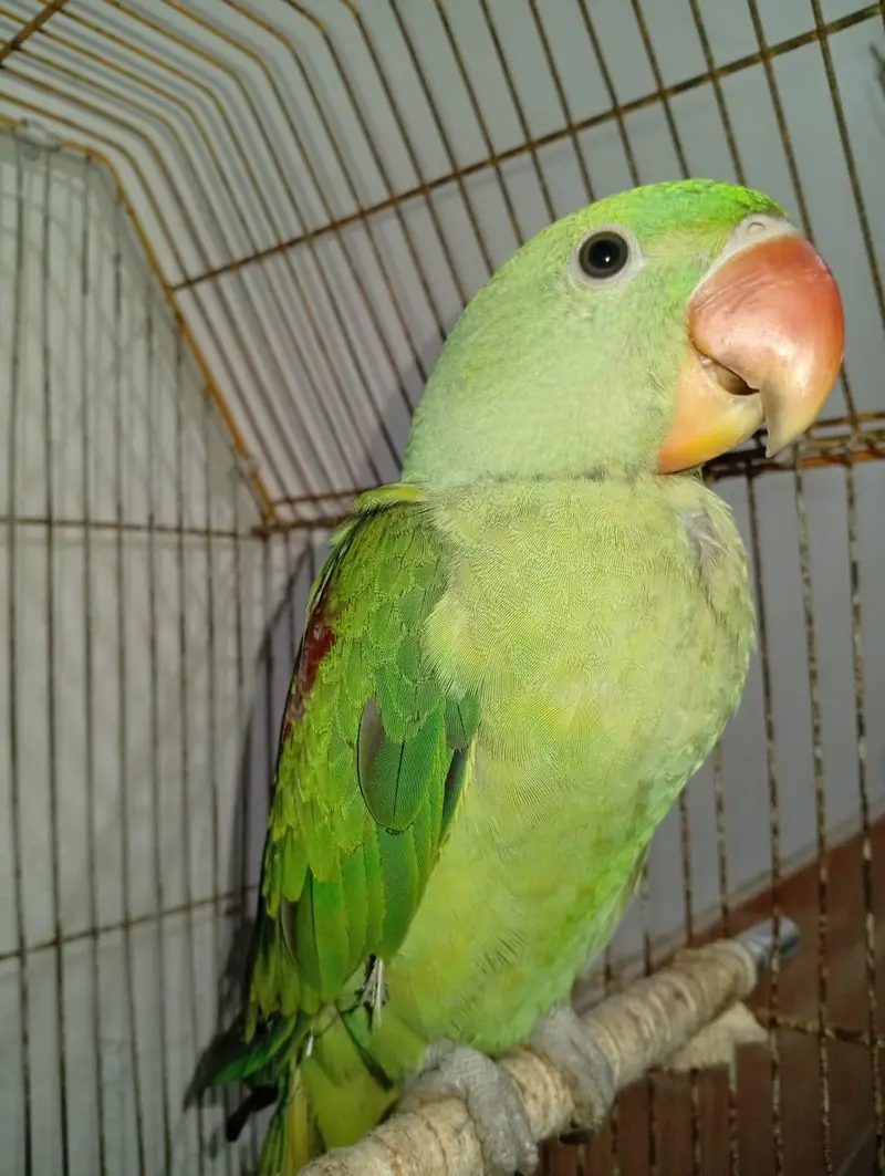 Alexanderine parrot — photo 3