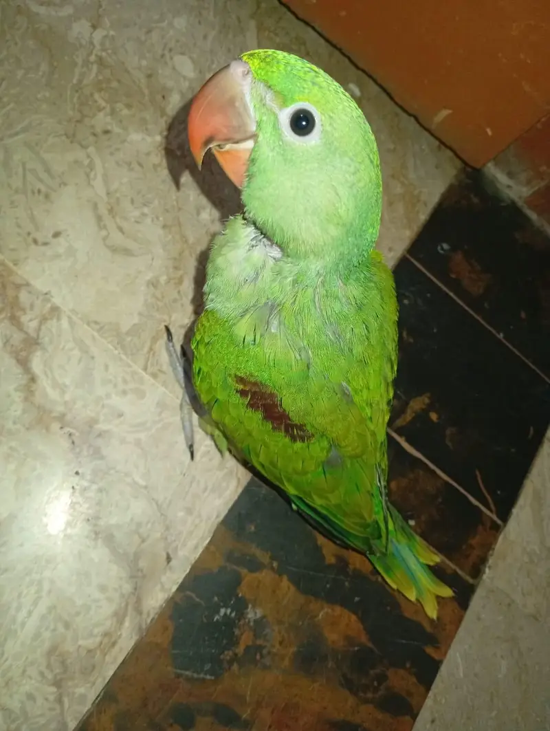 Alexanderine parrot — photo 4