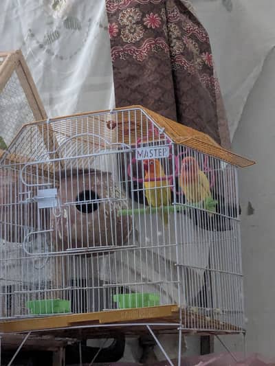 loverbirds pair with cage