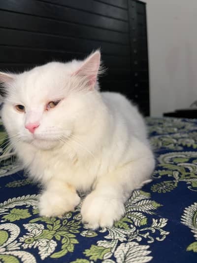 ​Beautiful White Persian Male Cat (13 Months Old) - Vaccinated