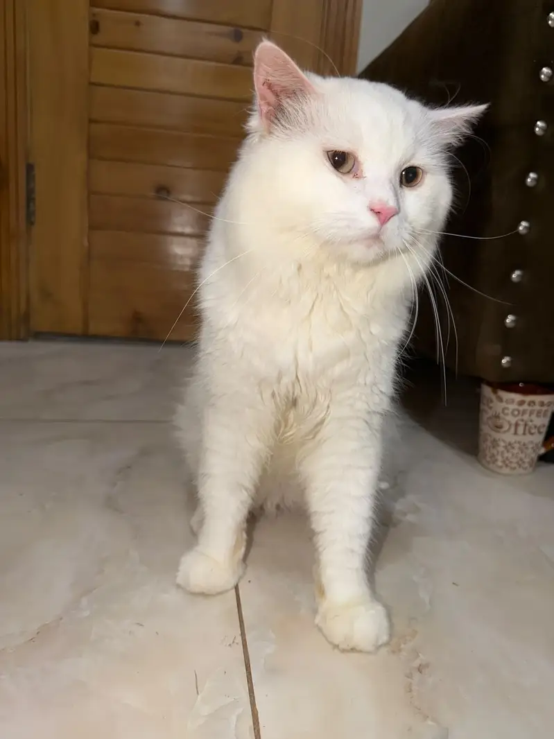 ​Beautiful White Persian Male Cat (13 Months Old) - Vaccinated — photo 2
