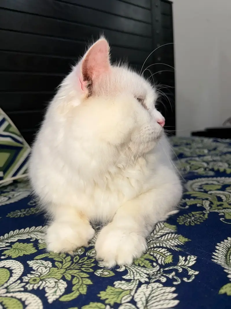 ​Beautiful White Persian Male Cat (13 Months Old) - Vaccinated — photo 3
