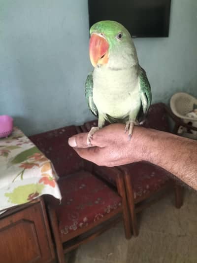 RAW parrot