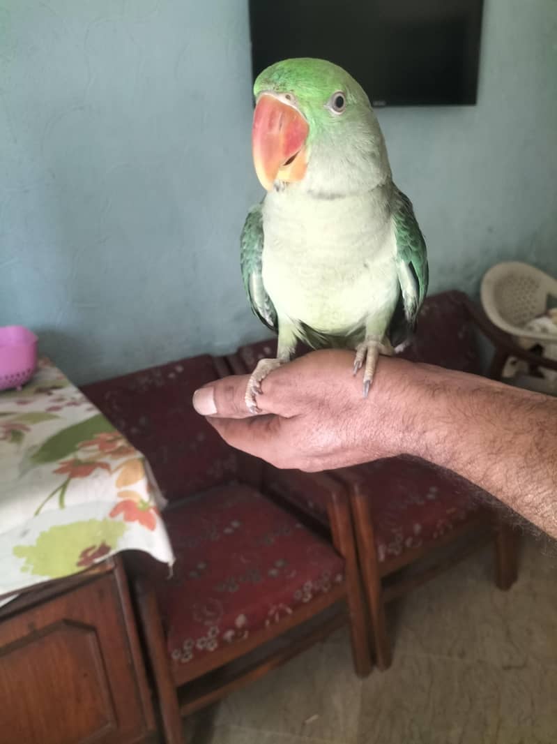 RAW parrot 0