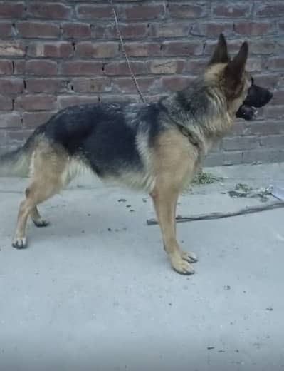 mated German shephard stock coat female for sale