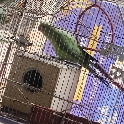 Female parrot ringneck best for breeding