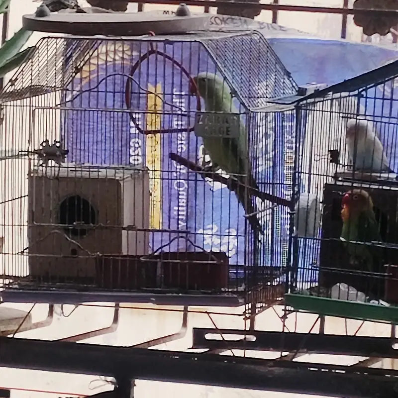 Female parrot ringneck best for breeding — photo 2