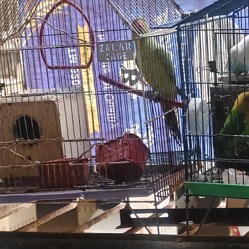 Female parrot ringneck best for breeding — photo 3