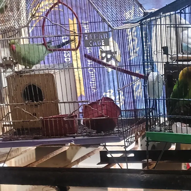 Female parrot ringneck best for breeding — photo 4