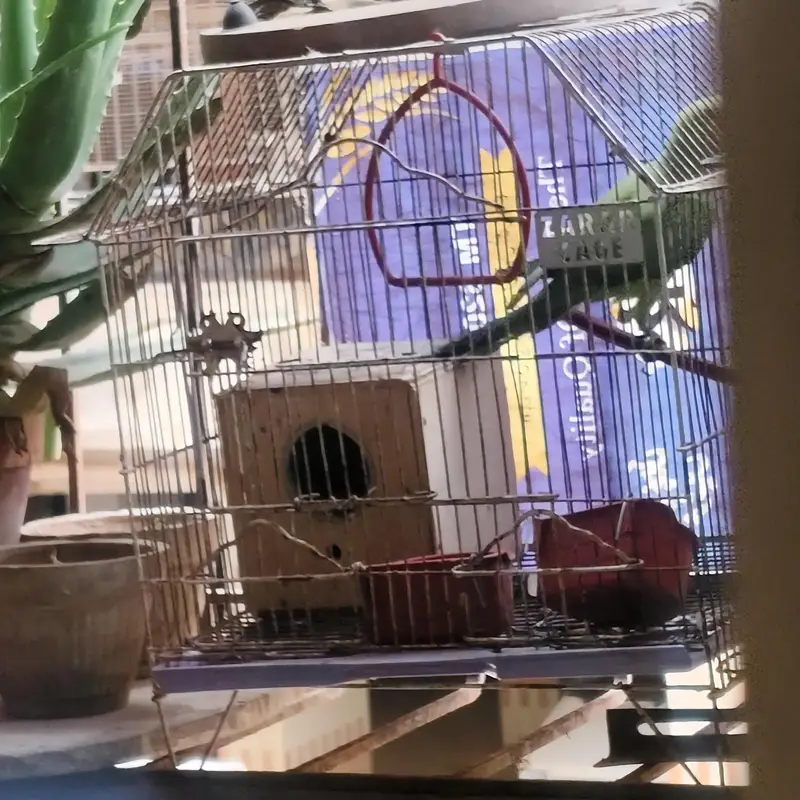 Female parrot ringneck best for breeding — photo 5