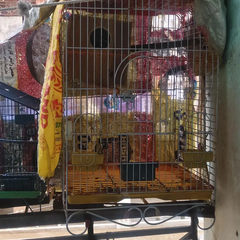 Female parrot ringneck best for breeding — photo 6