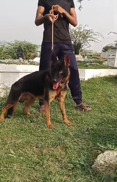 Garman Shapherd Male   03298202490