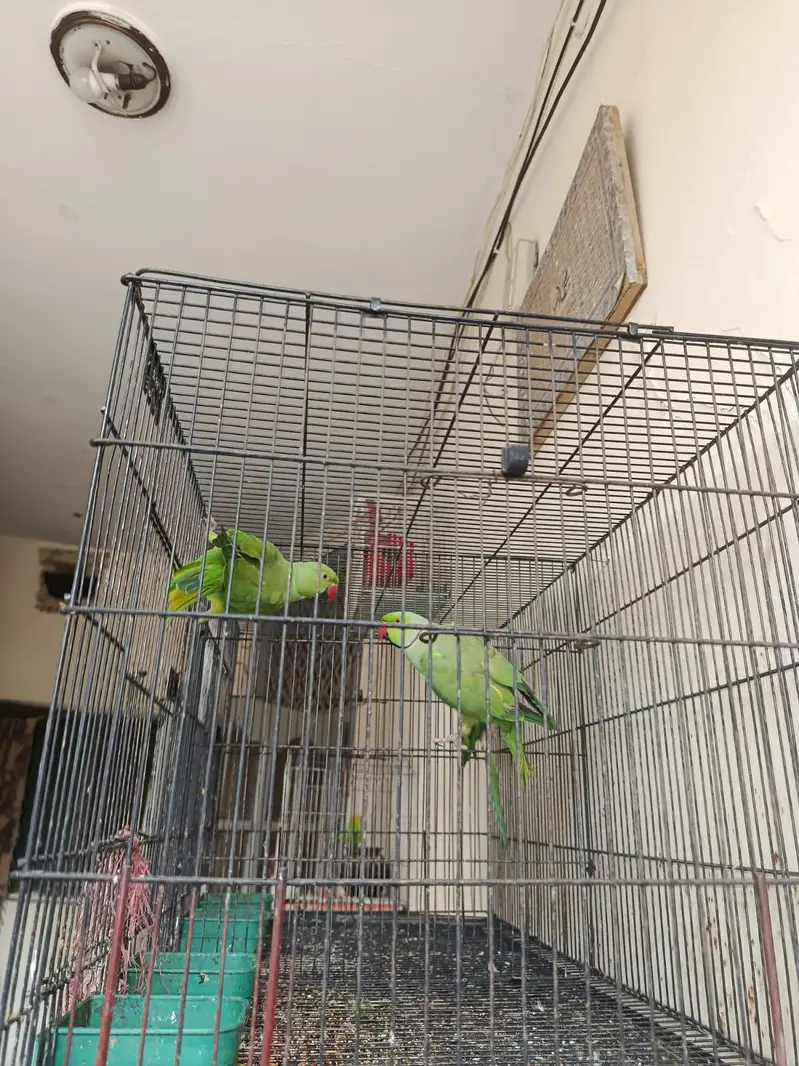 2 katah — photo 2