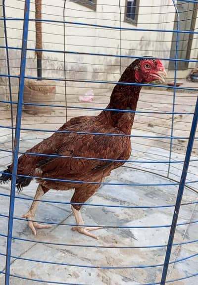 Beautiful mianwali aseel female.