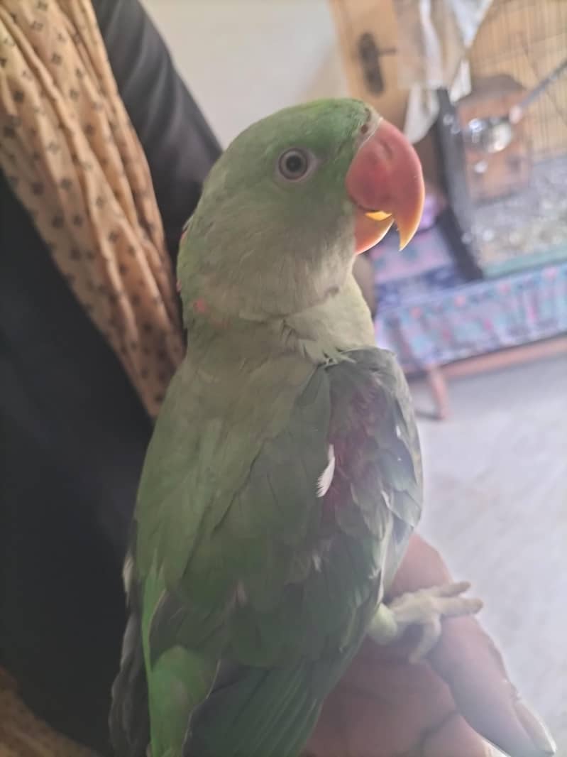 RAW parrot 1