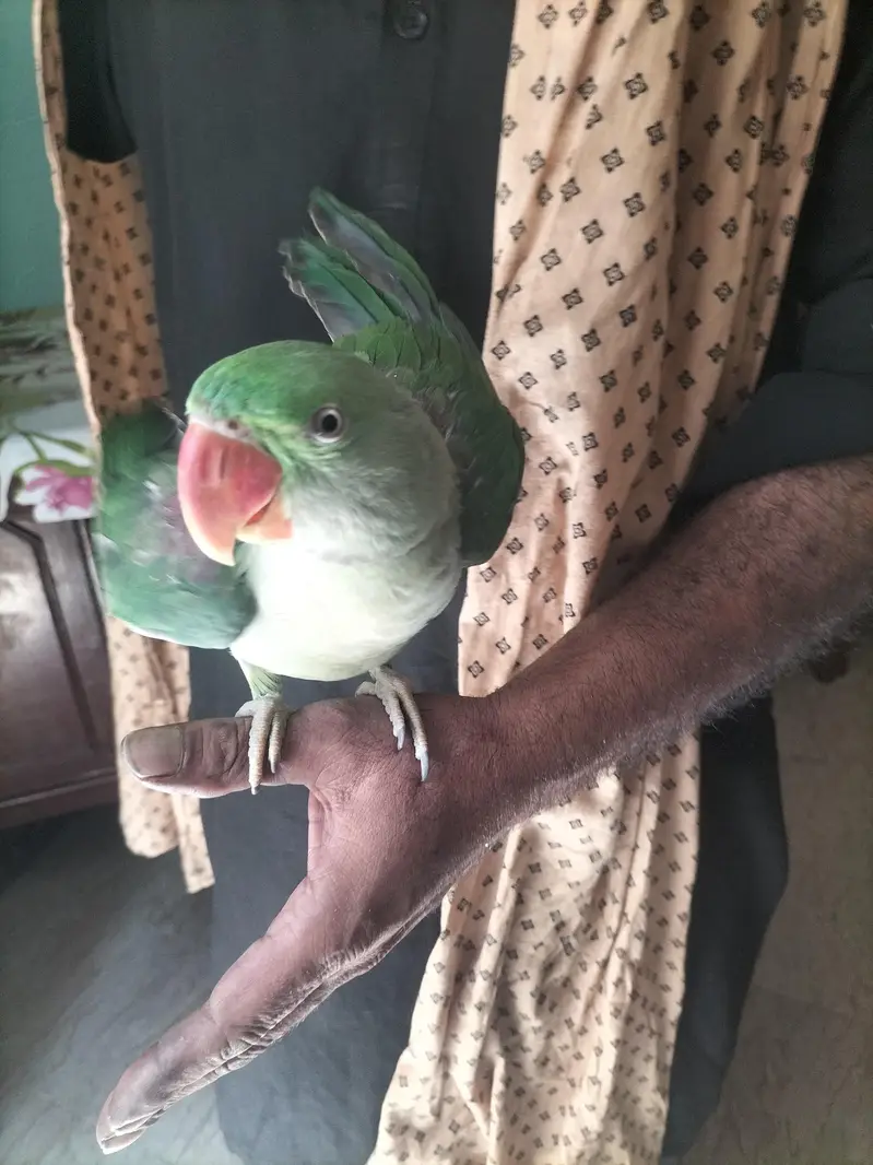 RAW parrot — photo 3
