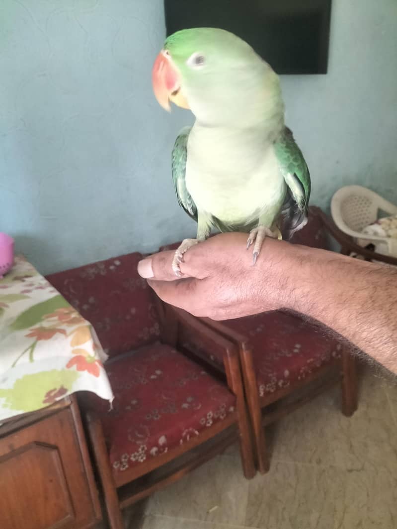 RAW parrot 3