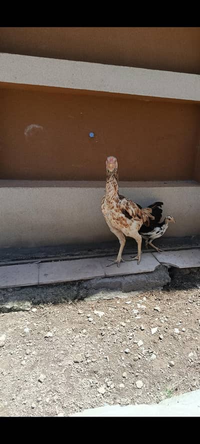 Pakistani Aseel home breed full heighted