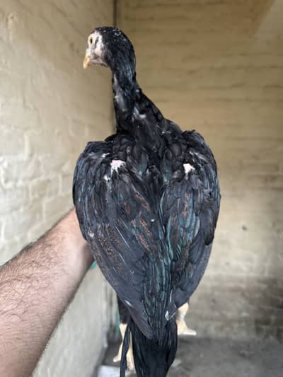 Aseel chicks for sale