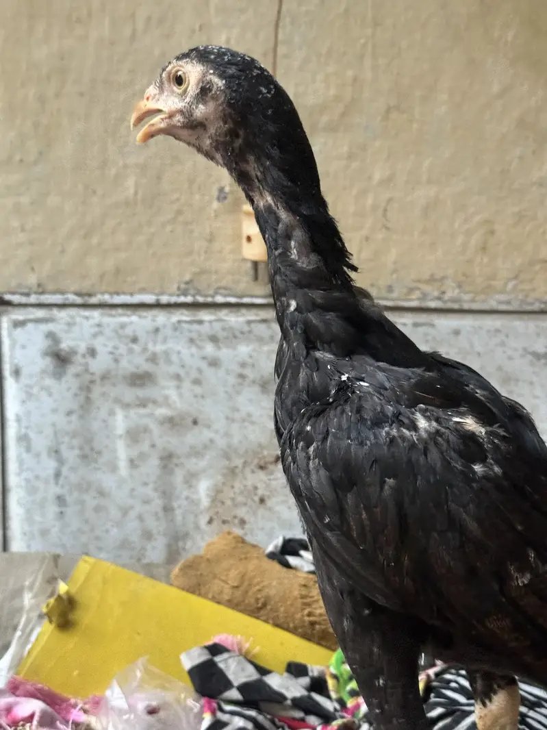 Aseel chicks for sale — photo 2