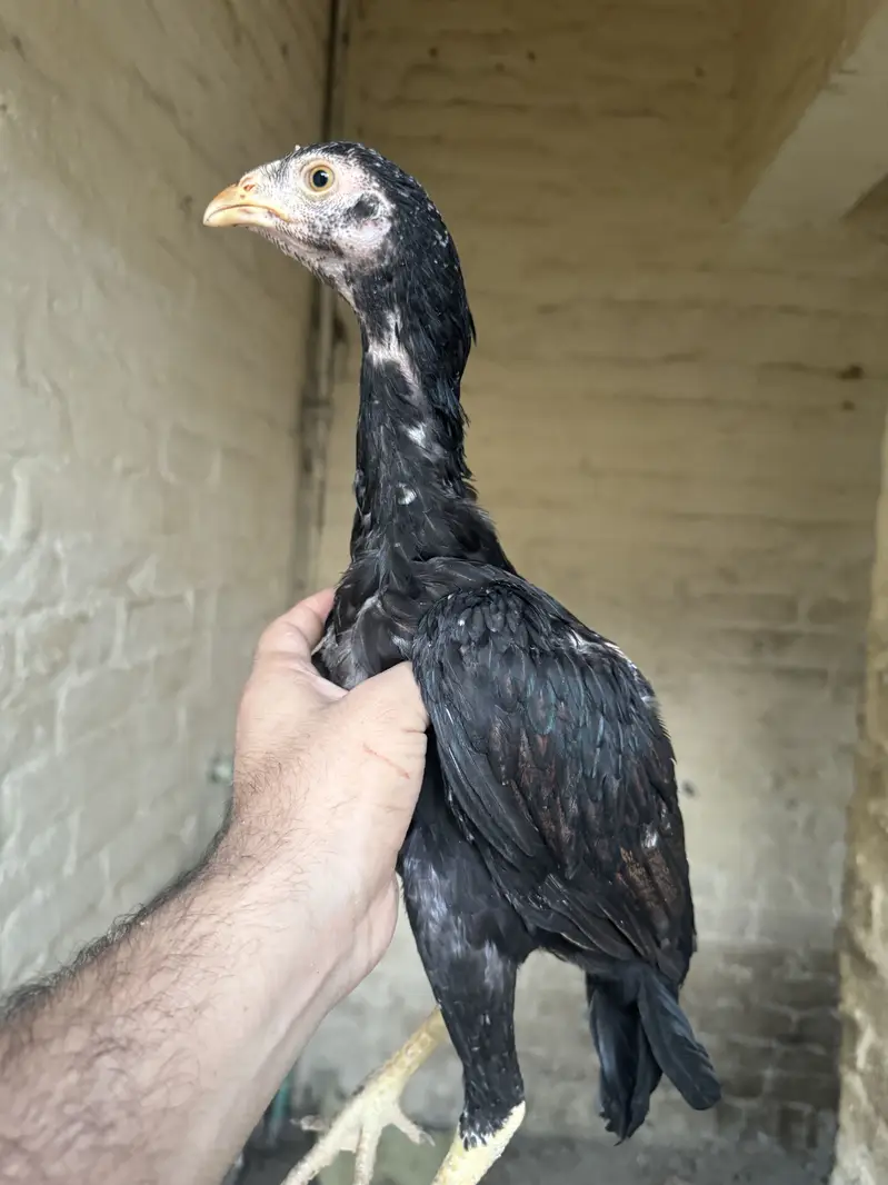 Aseel chicks for sale — photo 3