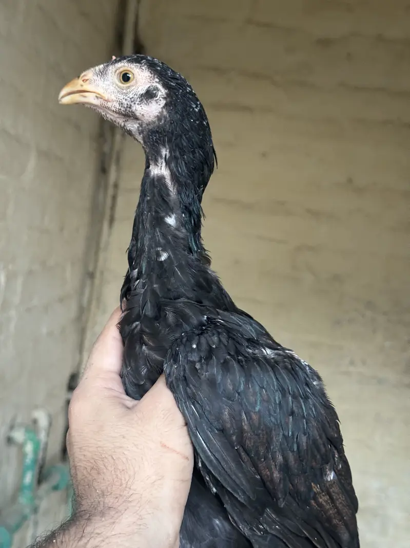 Aseel chicks for sale — photo 4