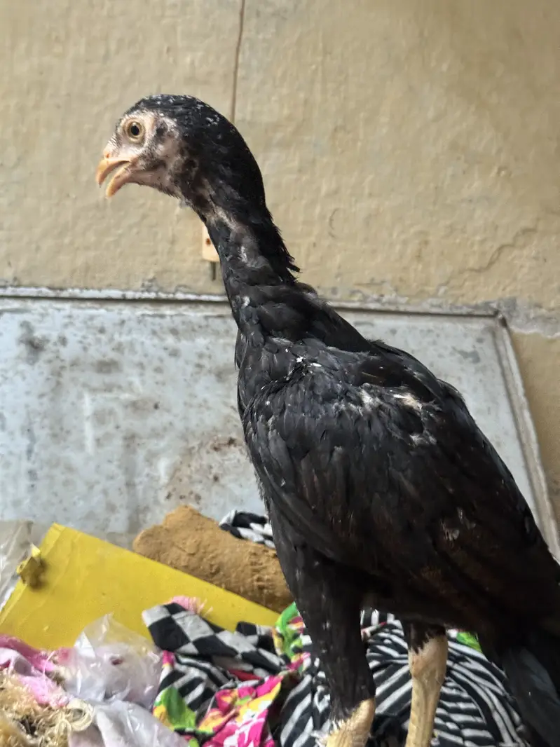 Aseel chicks for sale — photo 5