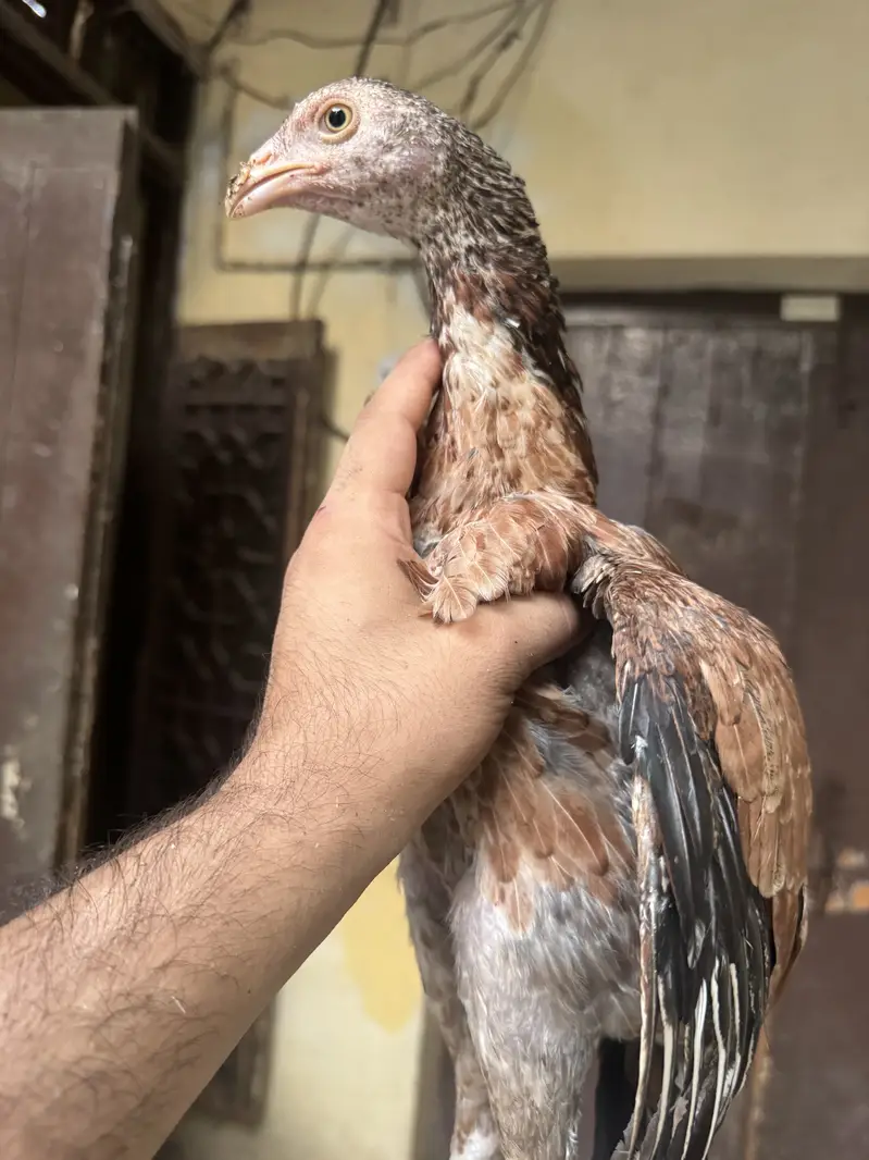 Aseel chicks for sale — photo 6