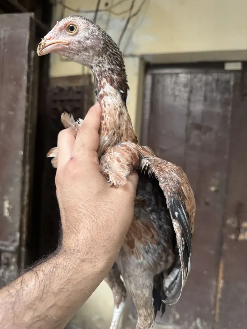 Aseel chicks for sale — photo 7