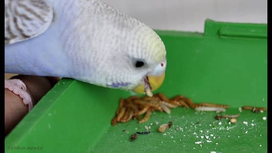 mealworms | dry mealworms | live mealworms | 4000 per kg
