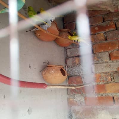 birds sale