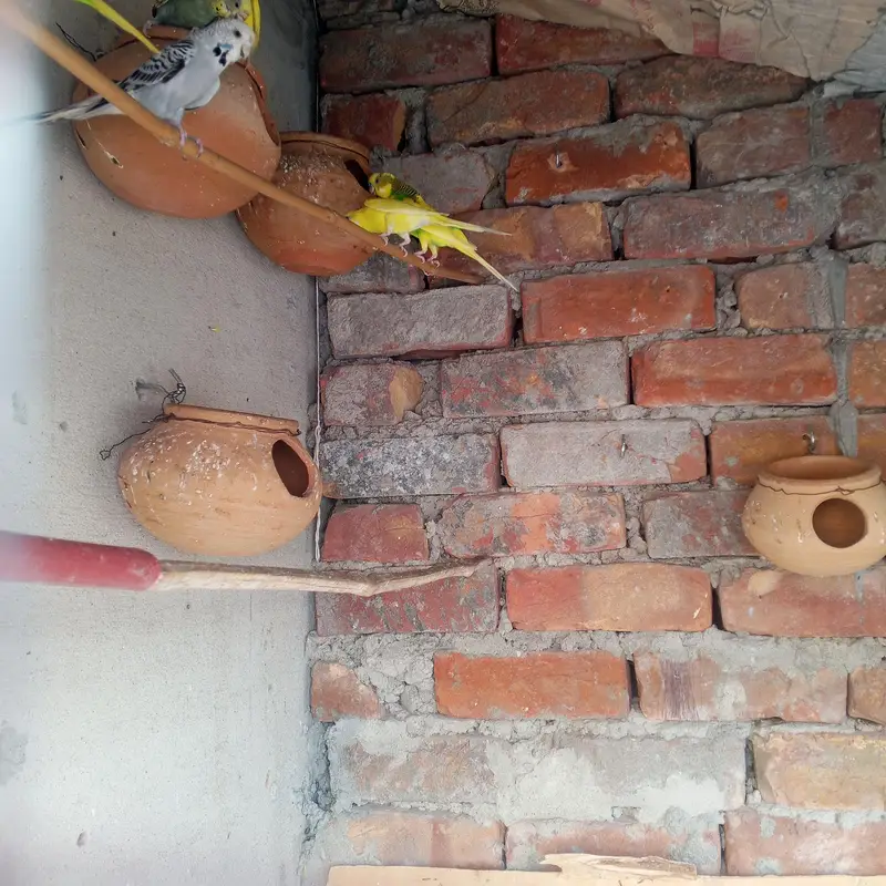 birds sale — photo 2