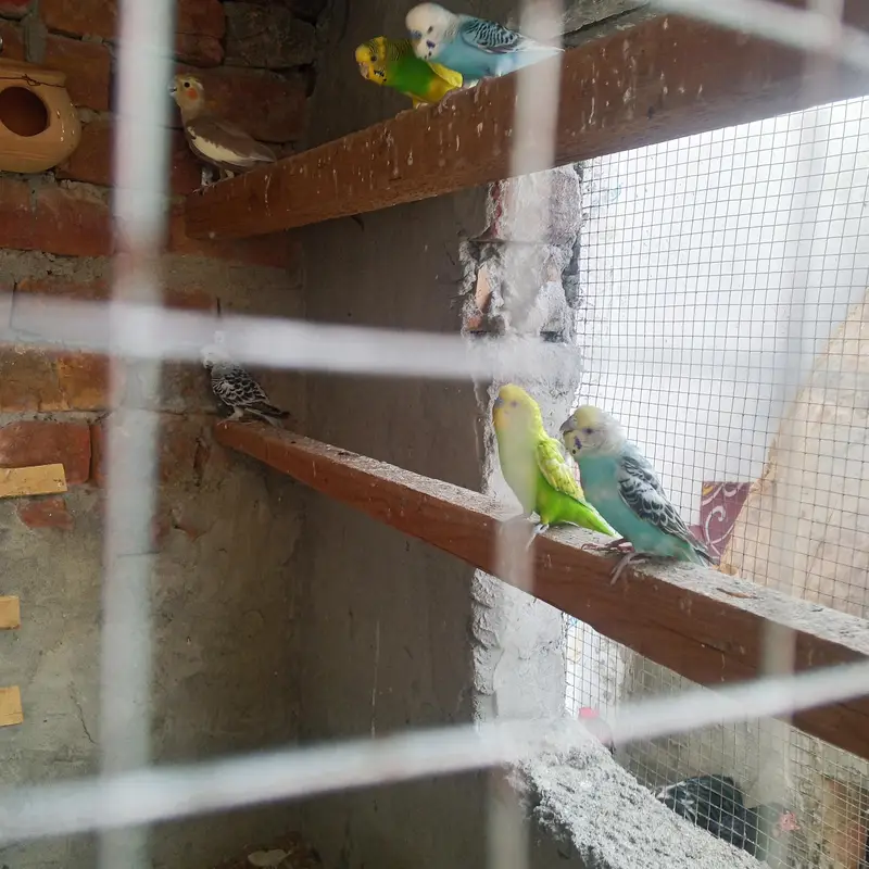 birds sale — photo 3