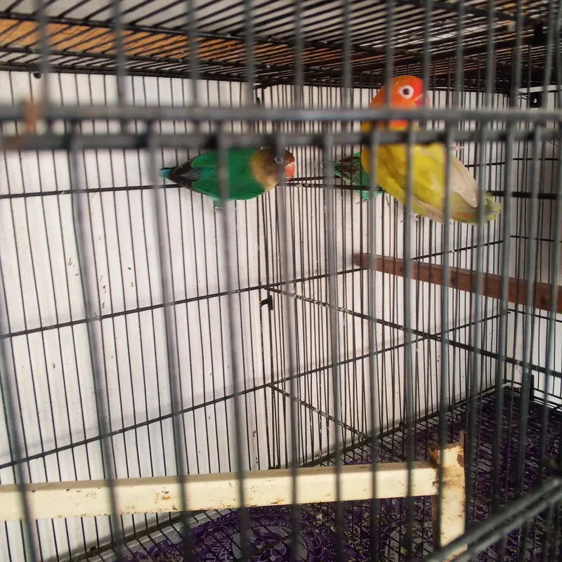 birds sale — photo 6