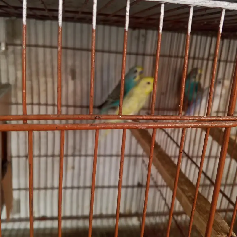 birds sale — photo 7