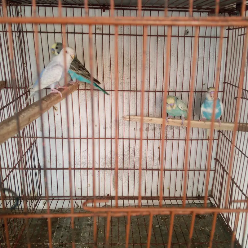 birds sale — photo 8