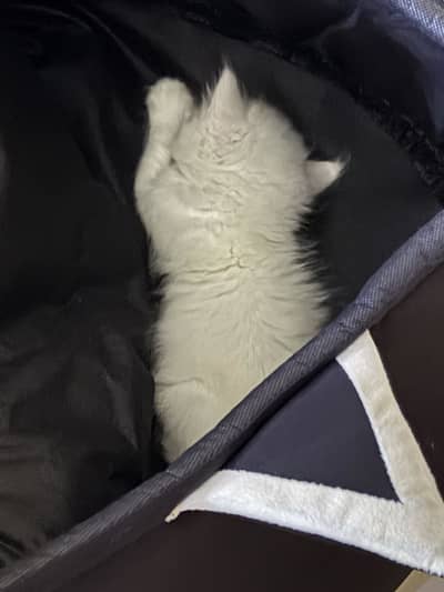 persian active kitten
