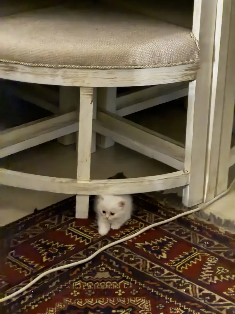 persian active kitten — photo 2