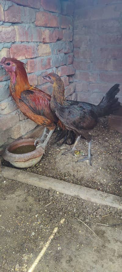 Dragon Pair