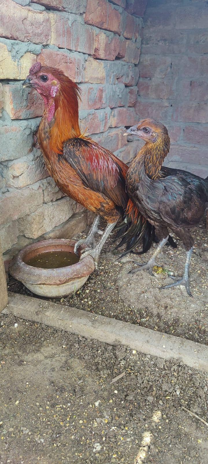 Dragon Pair 2