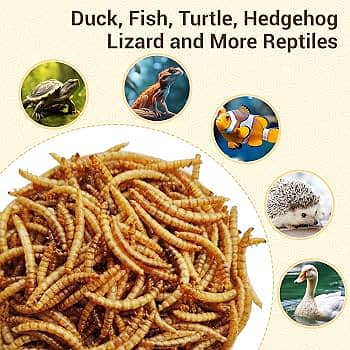 mealworms | birds food | parrot , hens , fish food | love birds food