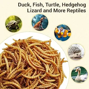 mealworms | birds food | parrot , hens , fish food | love birds food
