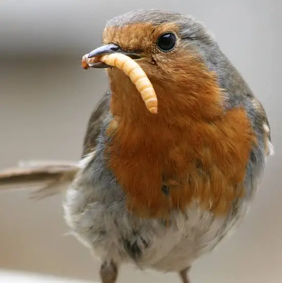 mealworms | birds food | parrot , hens , fish food | love birds food — photo 3