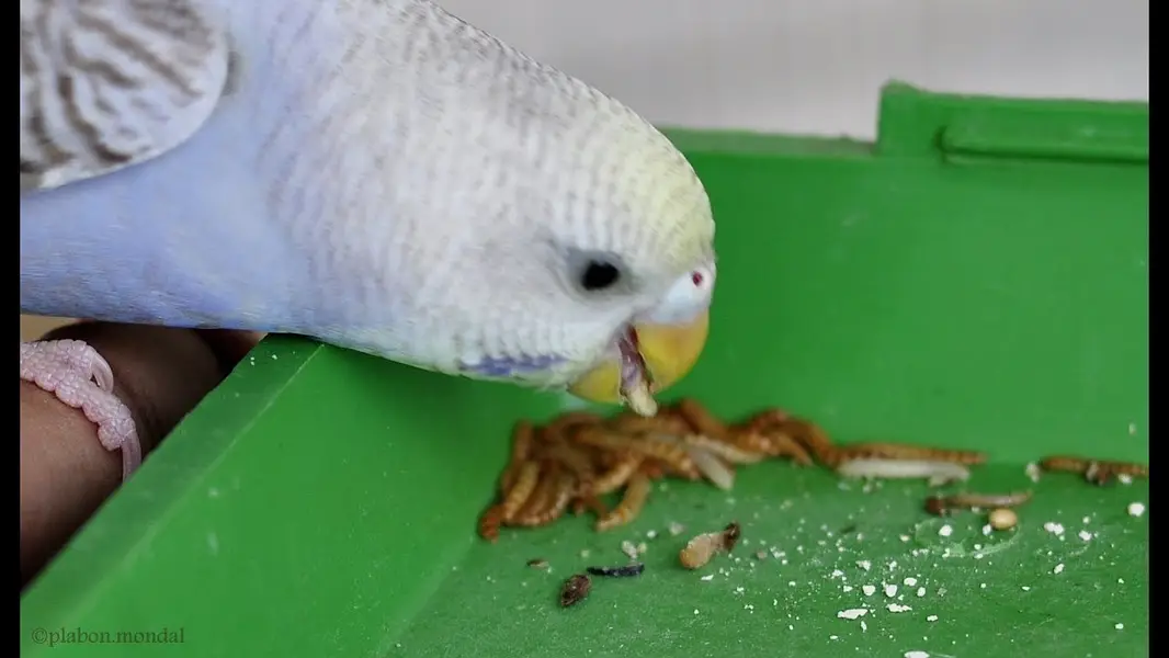 mealworms | birds food | parrot , hens , fish food | love birds food — photo 4