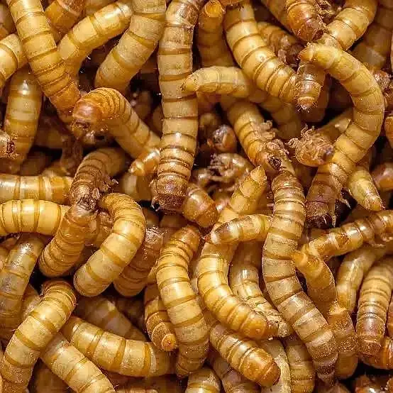 mealworms | birds food | parrot , hens , fish food | love birds food — photo 8